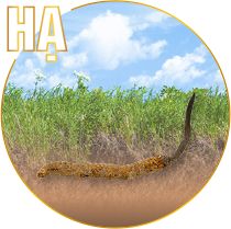 Hạ