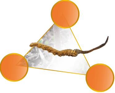 3 Thành phần hữu hiệu chính